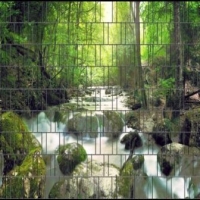 Pflanzen/ Natur